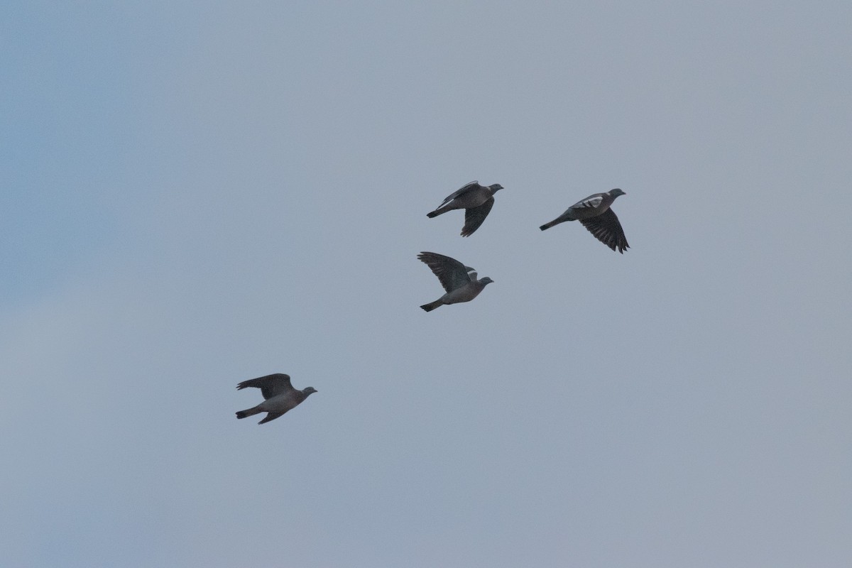 Common Wood-Pigeon (White-necked) - ML647145548
