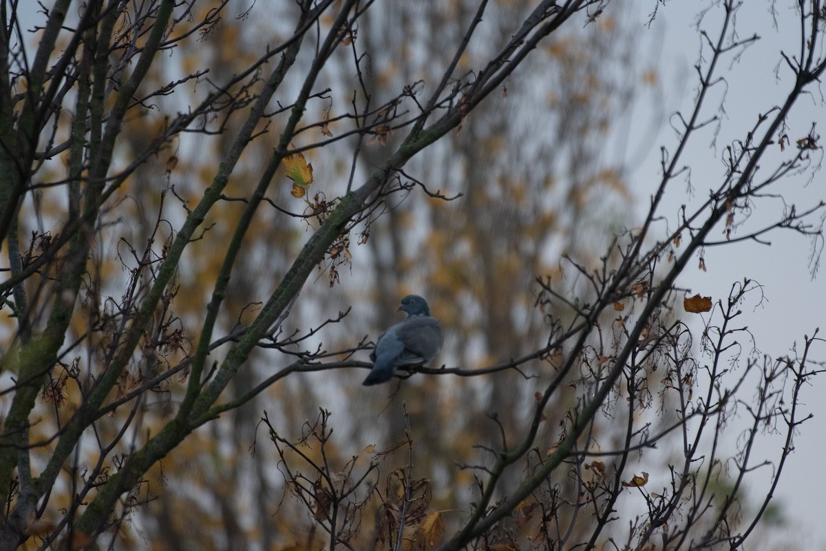 Common Wood-Pigeon (White-necked) - ML647145549