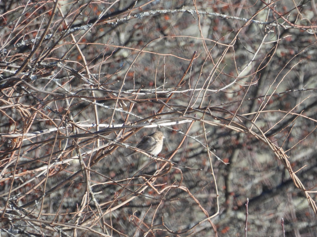 House Finch - ML647145550