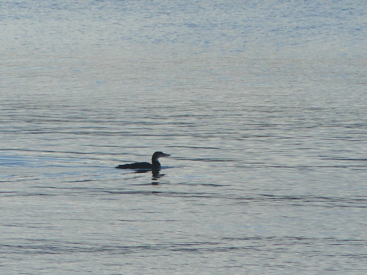 Strolaga maggiore - ML647145552