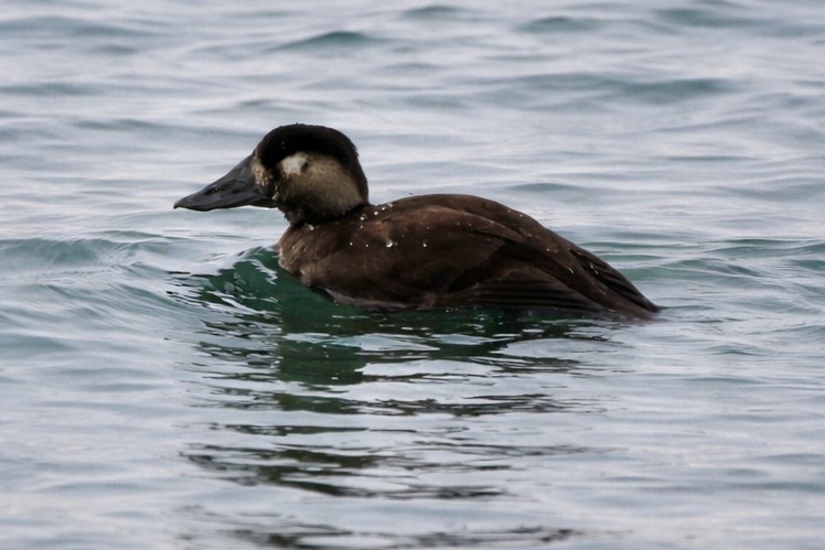 Surf Scoter - ML647145554