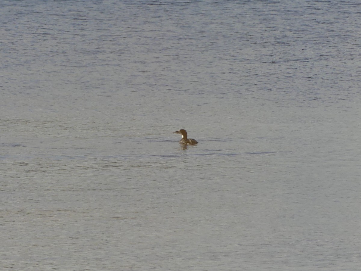 Strolaga maggiore - ML647145555