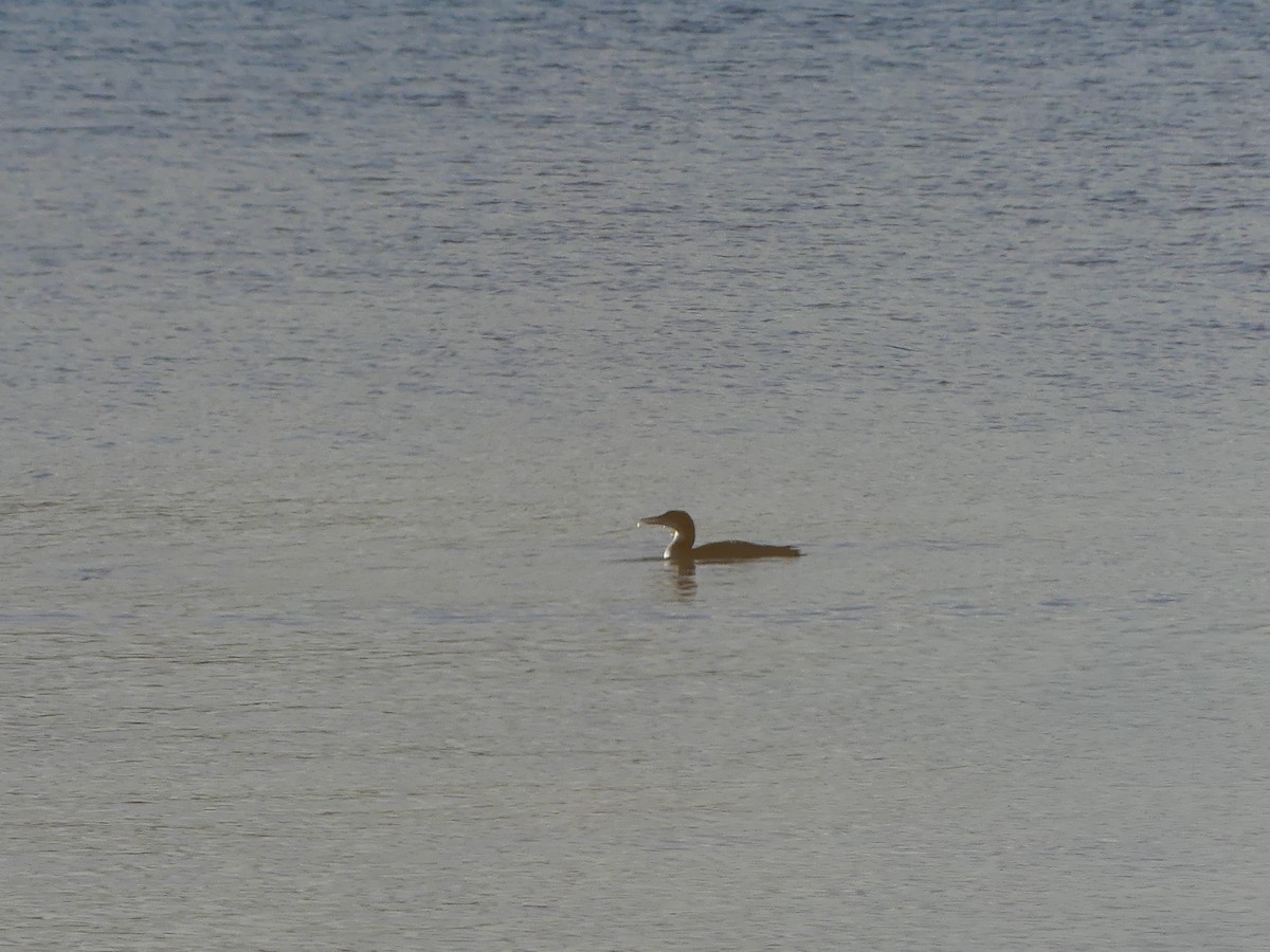 Strolaga maggiore - ML647145556