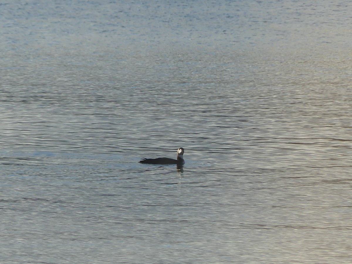 Strolaga maggiore - ML647145557