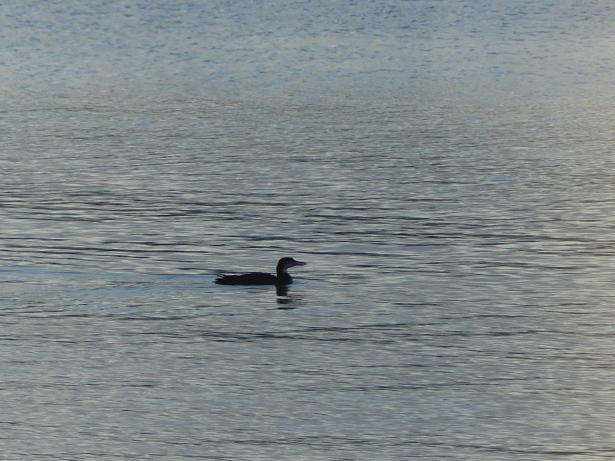 Strolaga maggiore - ML647145558