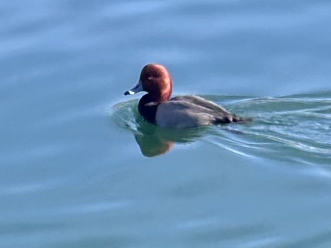 Redhead - ML647145559
