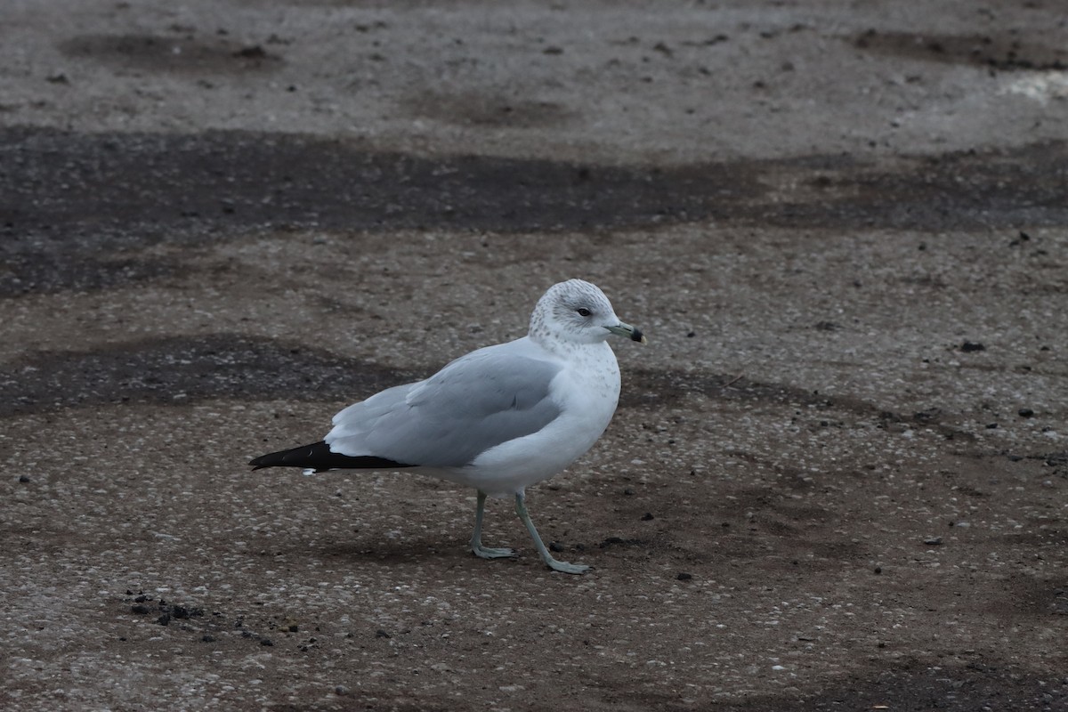 Ring-billed Gull - ML647145564