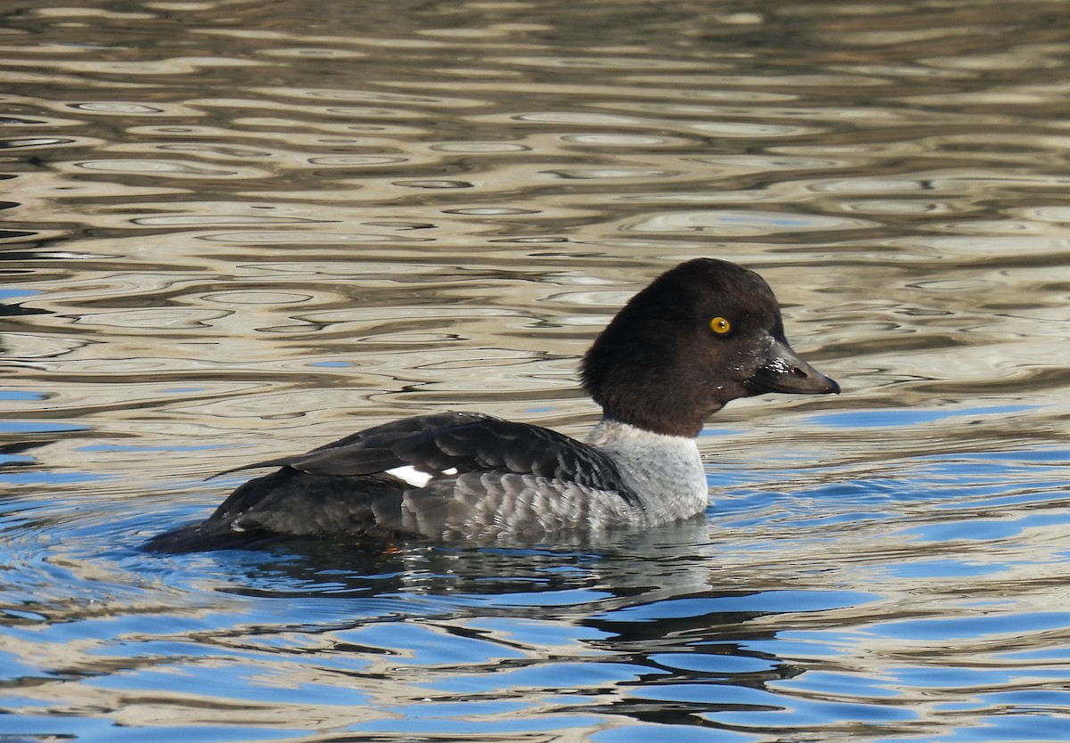 hohol islandský - ML647145565