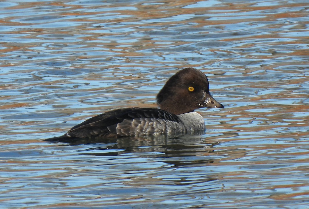 hohol islandský - ML647145566