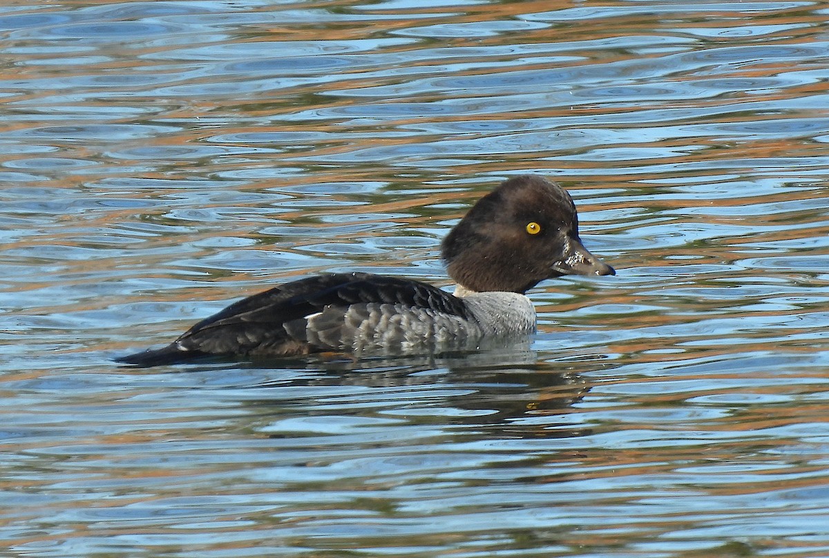 hohol islandský - ML647145567