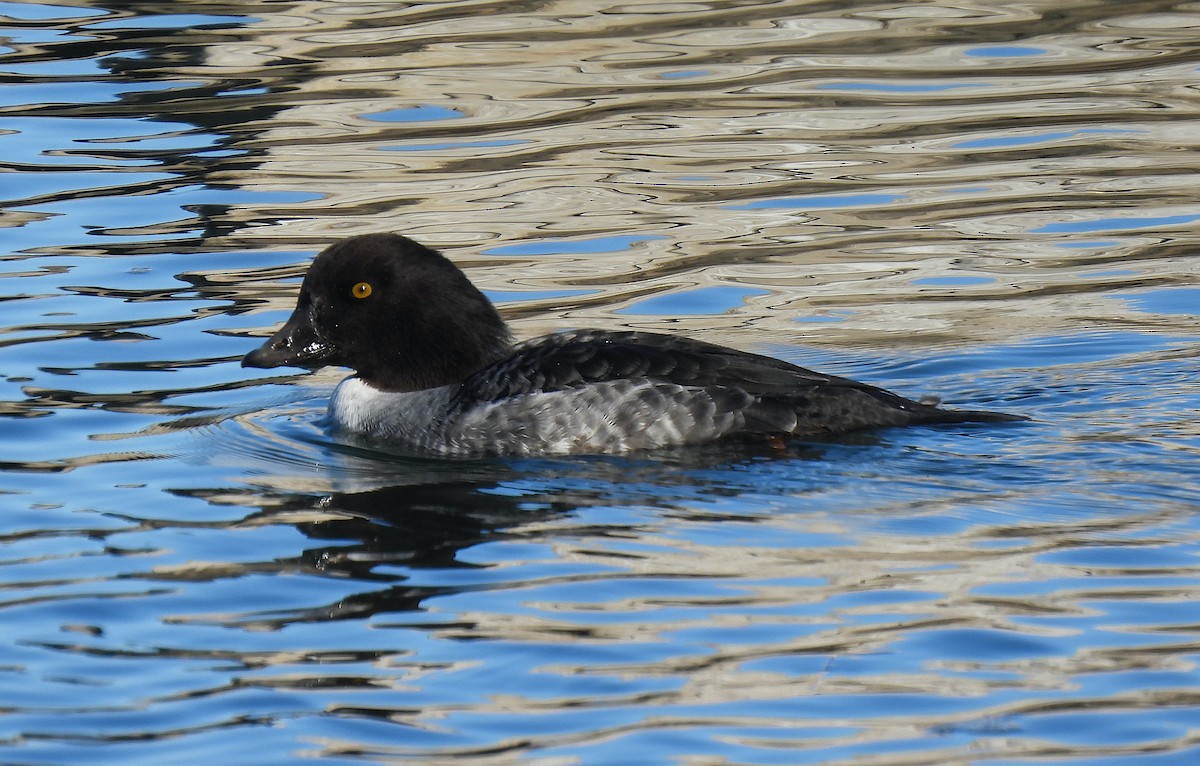 hohol islandský - ML647145568