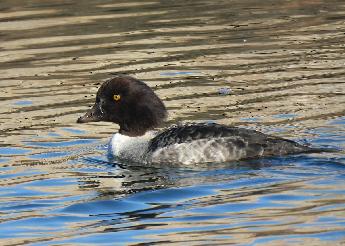 hohol islandský - ML647145569