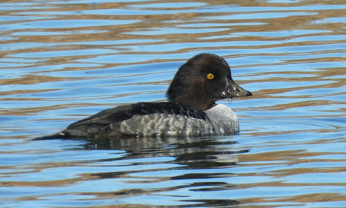 hohol islandský - ML647145570