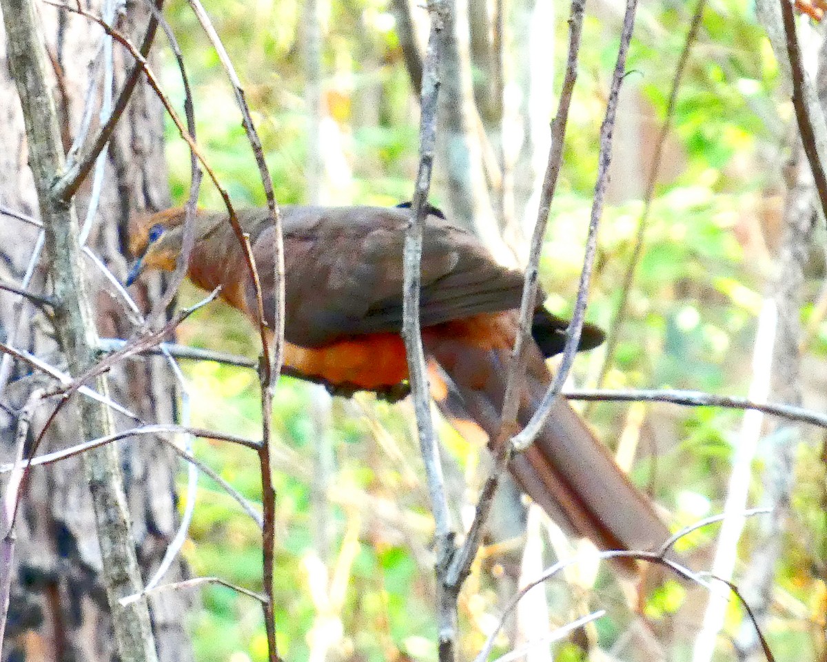 kanelgjøkdue - ML647145595