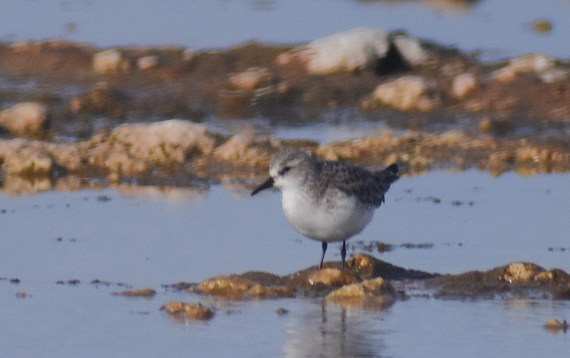 Little Stint - ML647145596