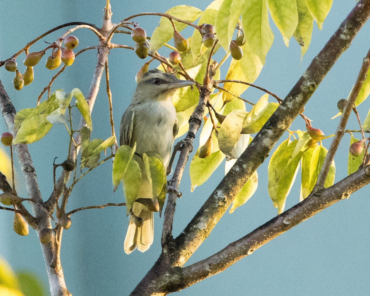 Черноусый виреон - ML647145601