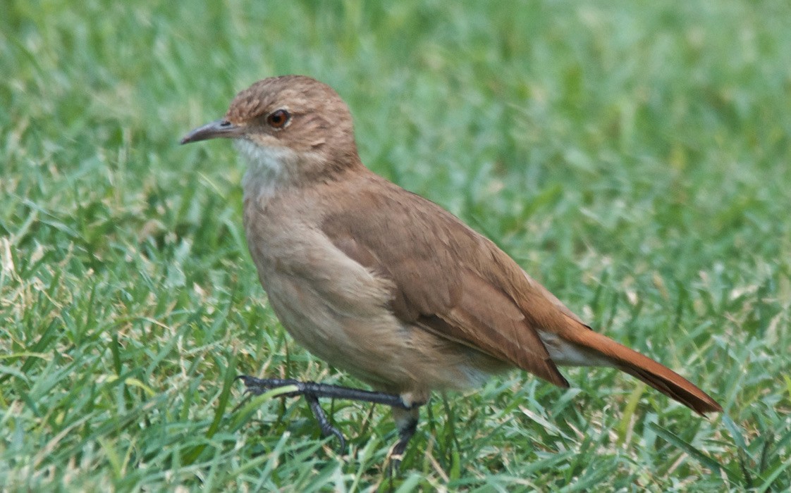 Rufous Hornero - ML647145603