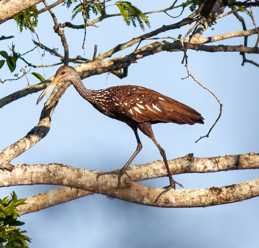 Limpkin - ML647145609