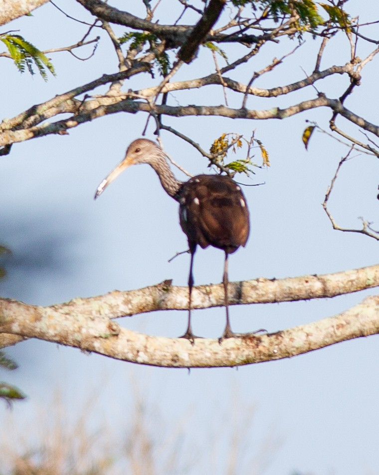 Limpkin - ML647145610