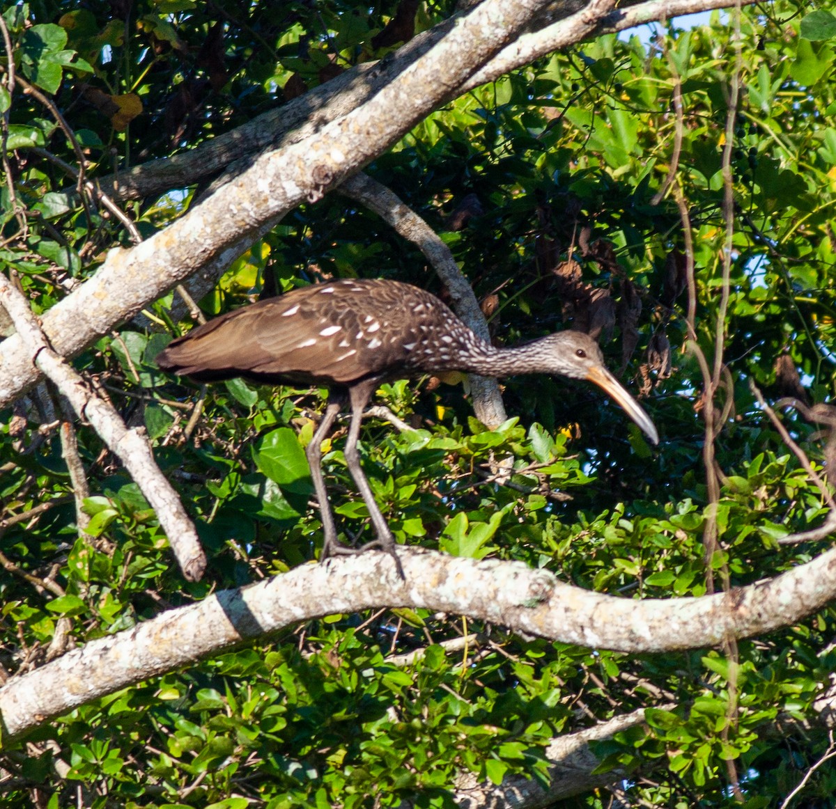 Limpkin - ML647145611