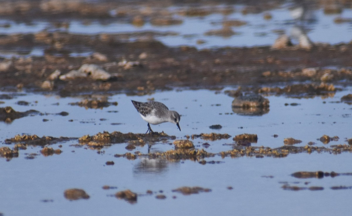 Little Stint - ML647145612