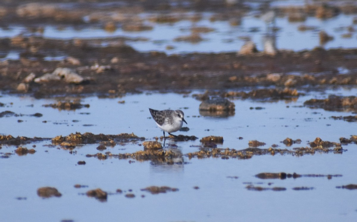 Little Stint - ML647145617