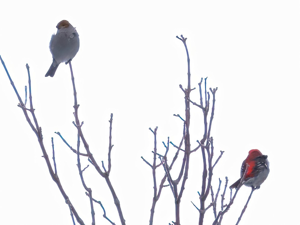 Hakengimpel - ML647145618