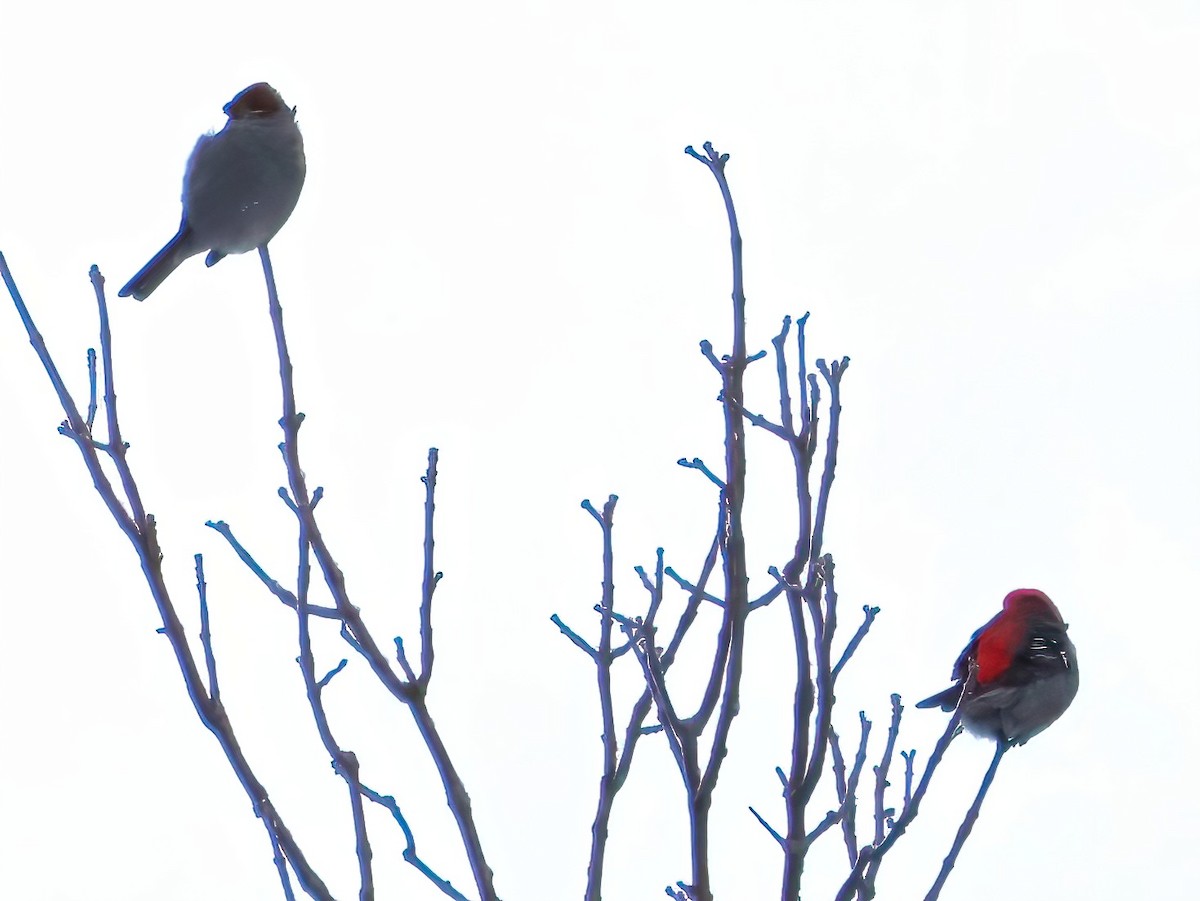 Hakengimpel - ML647145619