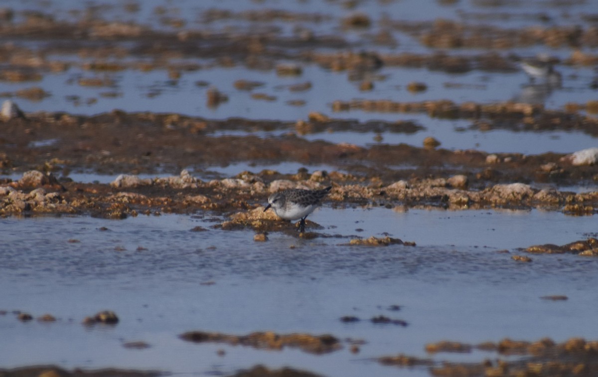 Little Stint - ML647145620