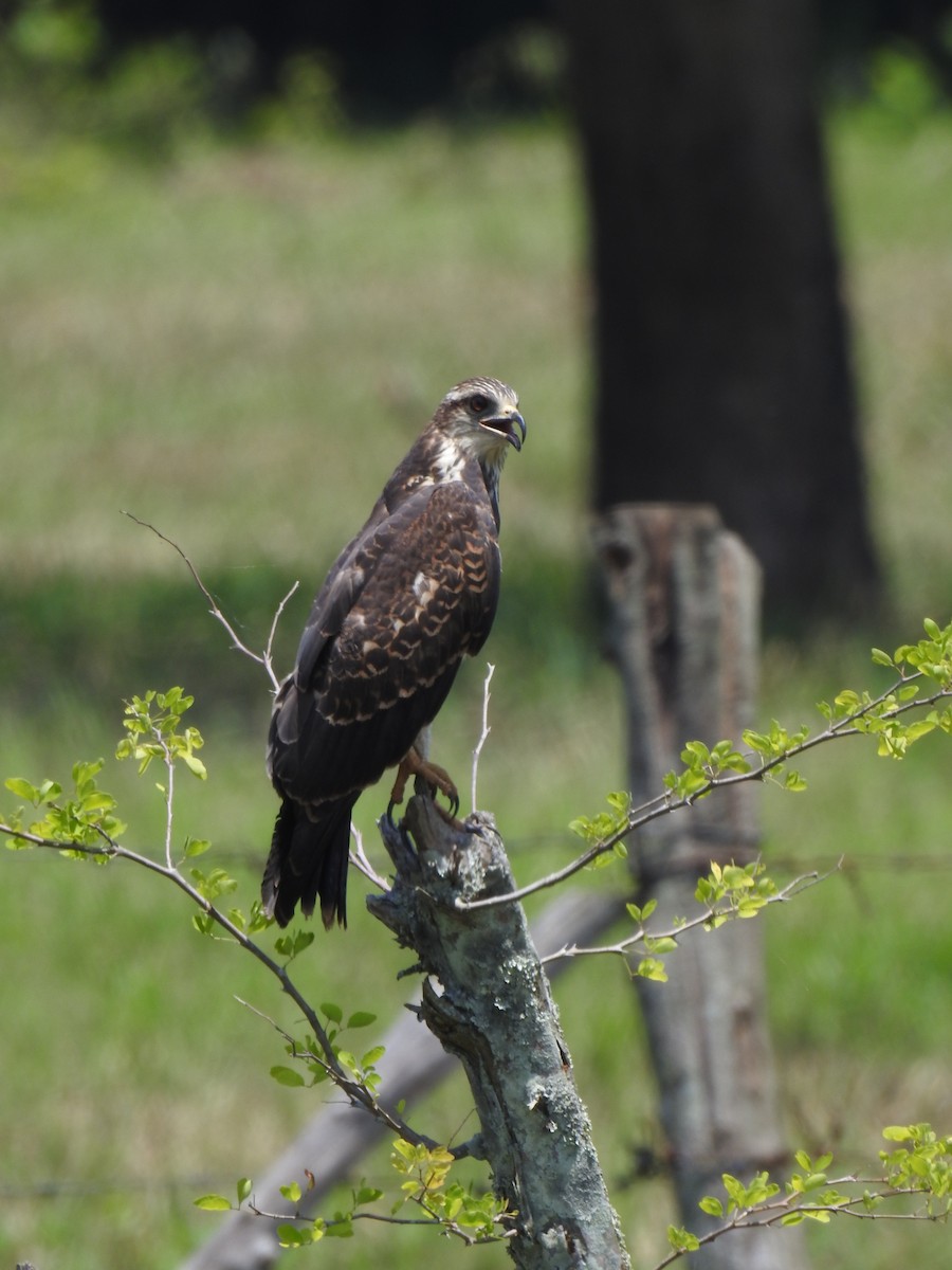 Snail Kite - ML647145629