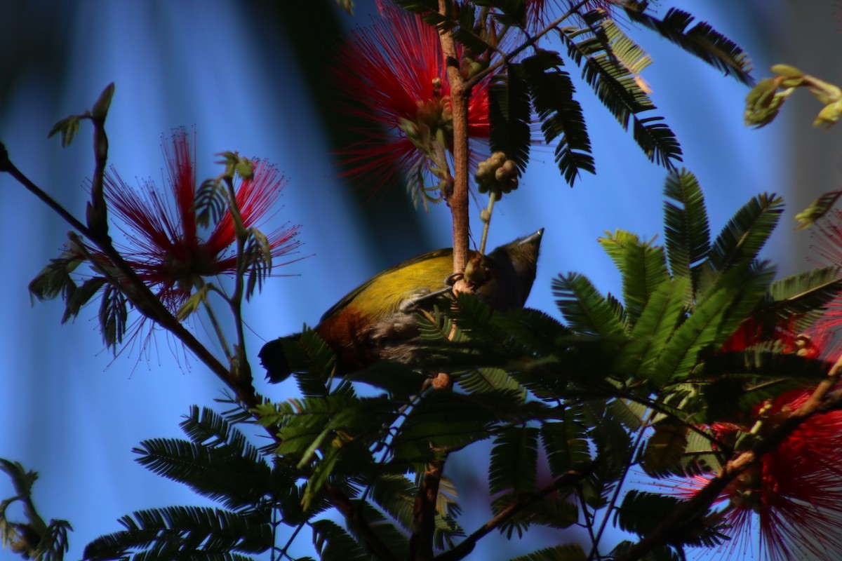 Braunbauchorganist - ML647145631