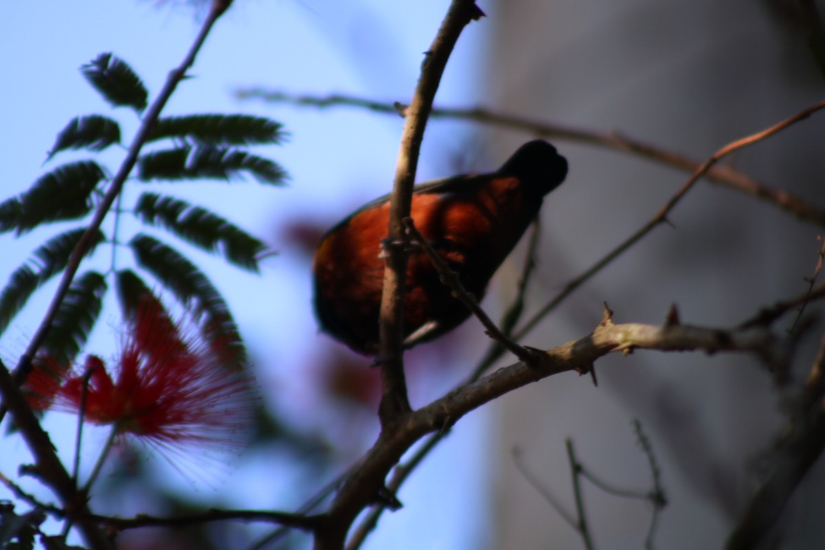 Braunbauchorganist - ML647145632