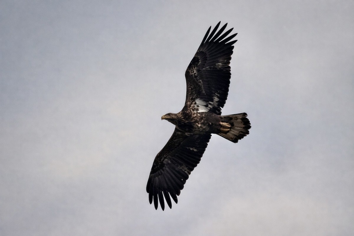 Bald Eagle - ML647145639