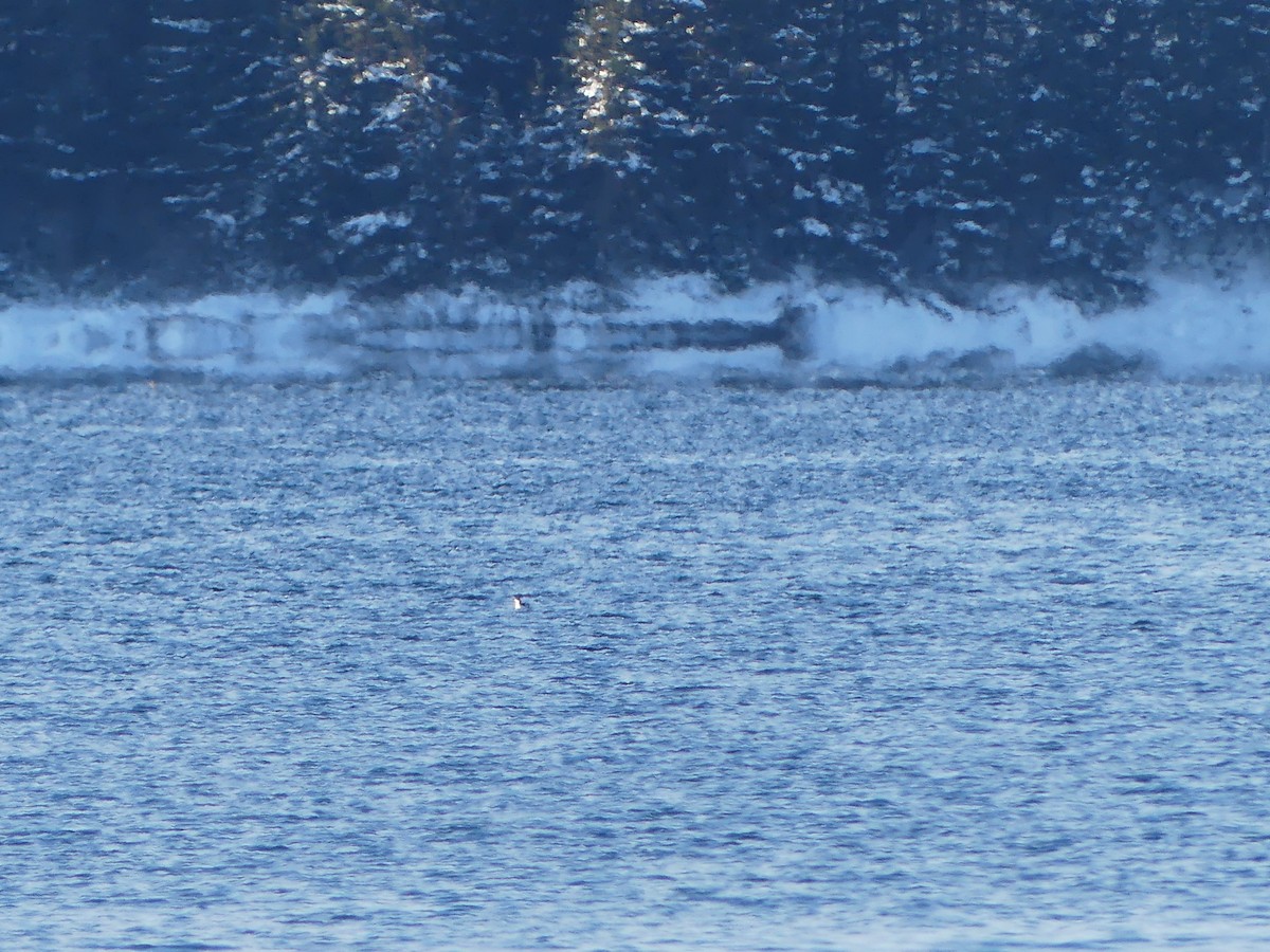 Marbled Murrelet - ML647145641