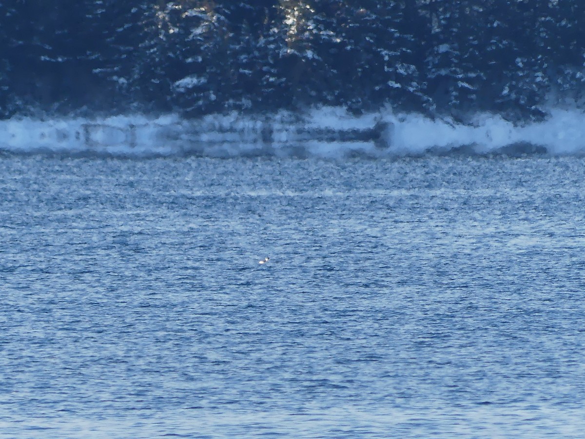 Marbled Murrelet - ML647145642