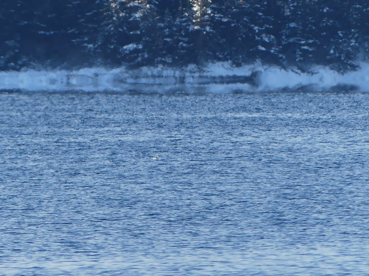 Marbled Murrelet - ML647145643