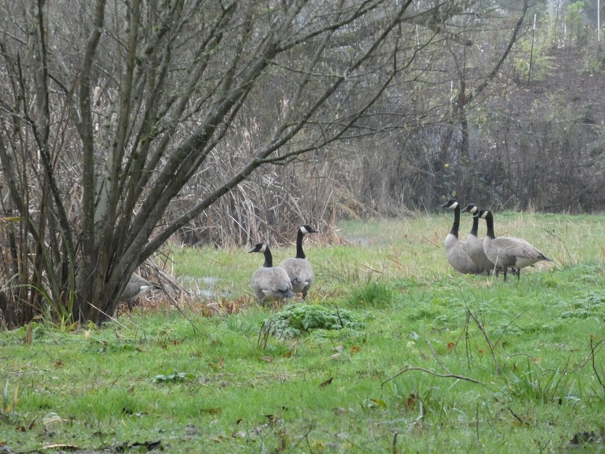 Canada Goose - ML647145651