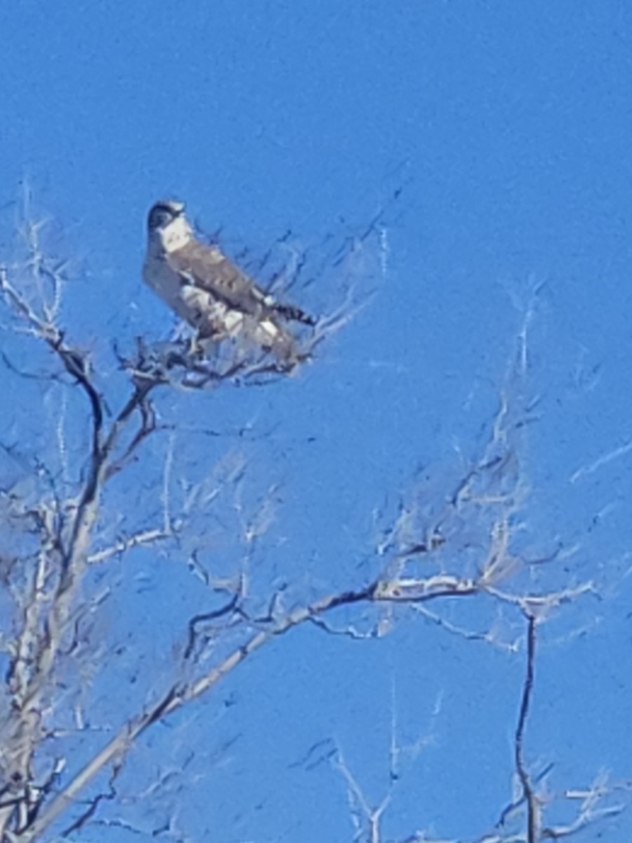 Ferruginous Hawk - ML647145677