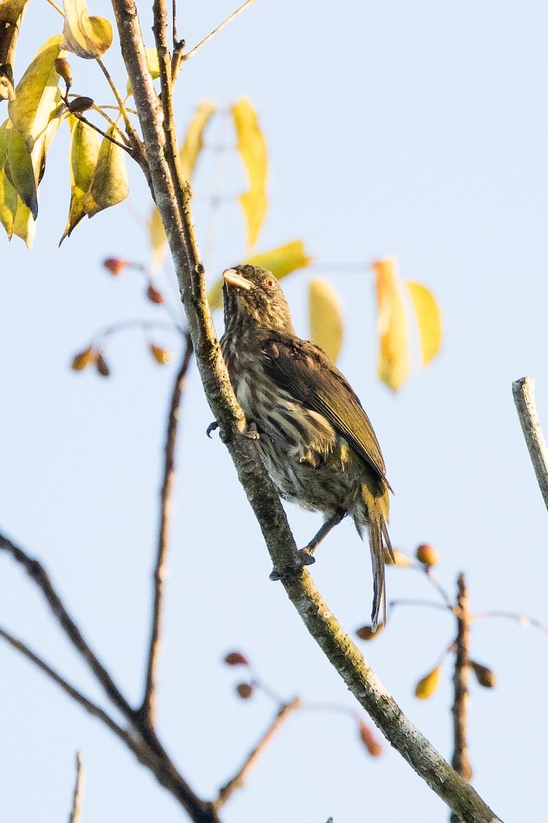 Дулюс - ML647145685