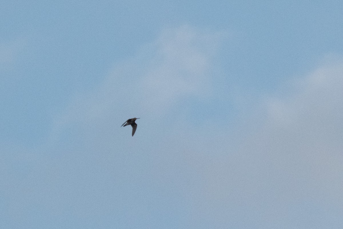 Agachadiza Común - ML647145697