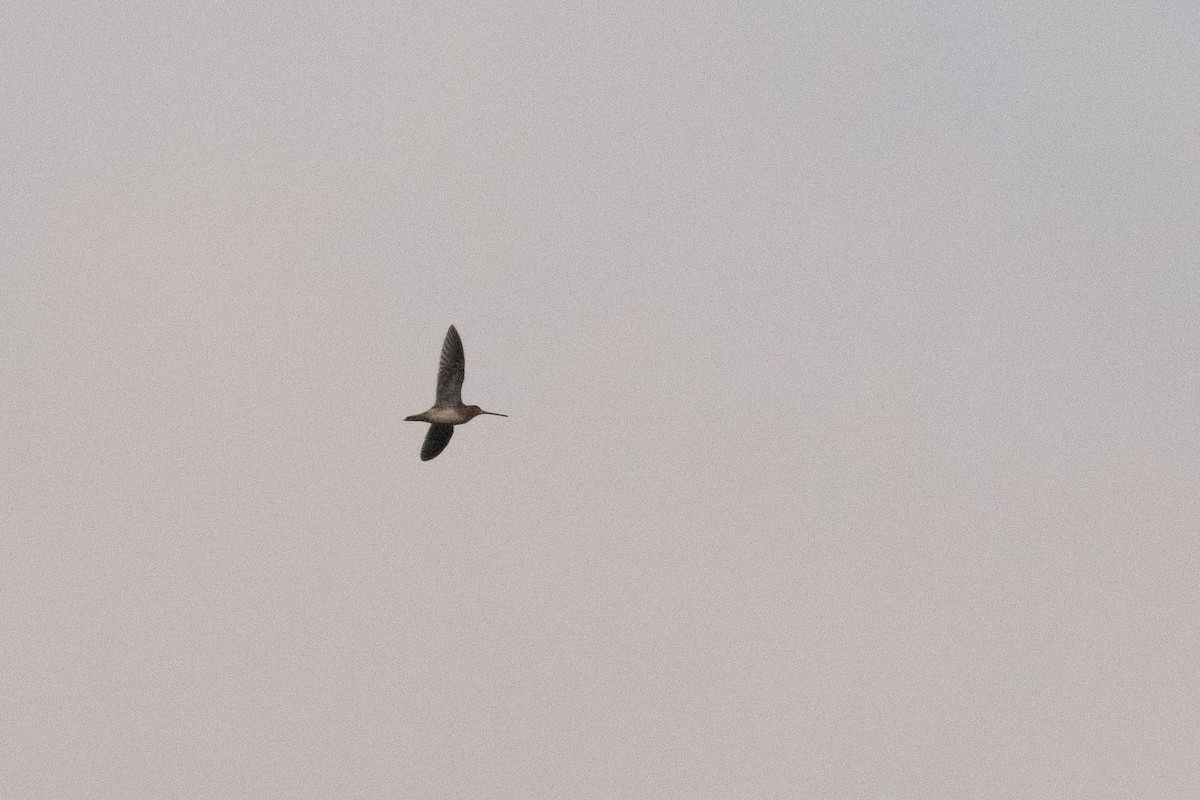 Agachadiza Común - ML647145698