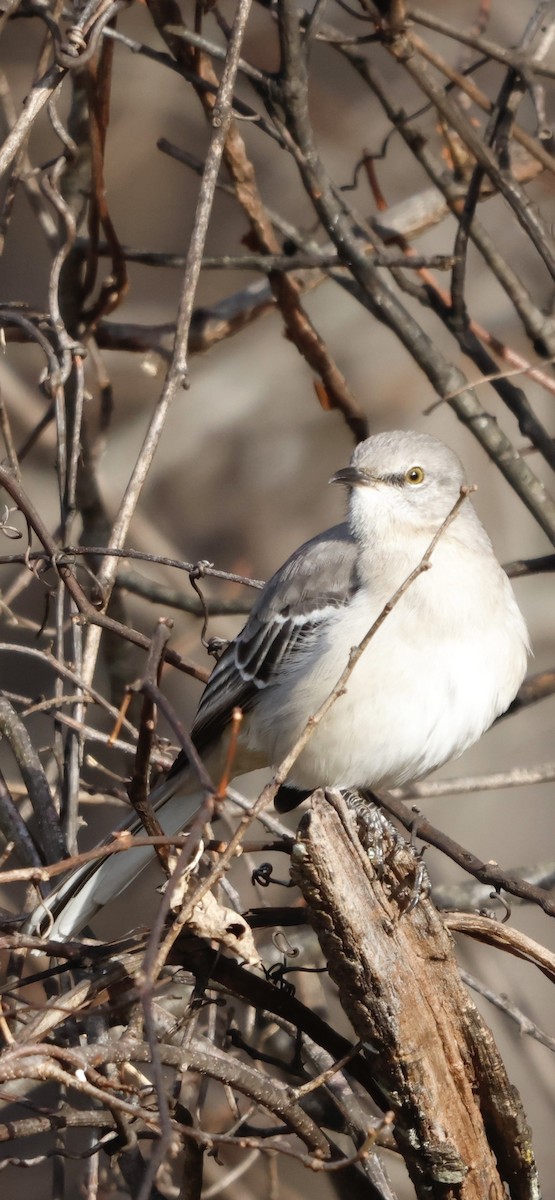Northern Mockingbird - ML647145701