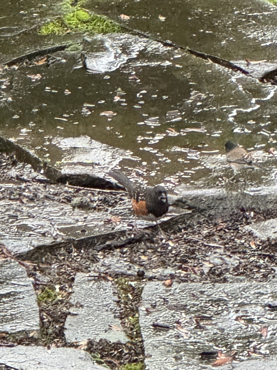 Spotted Towhee - ML647145704