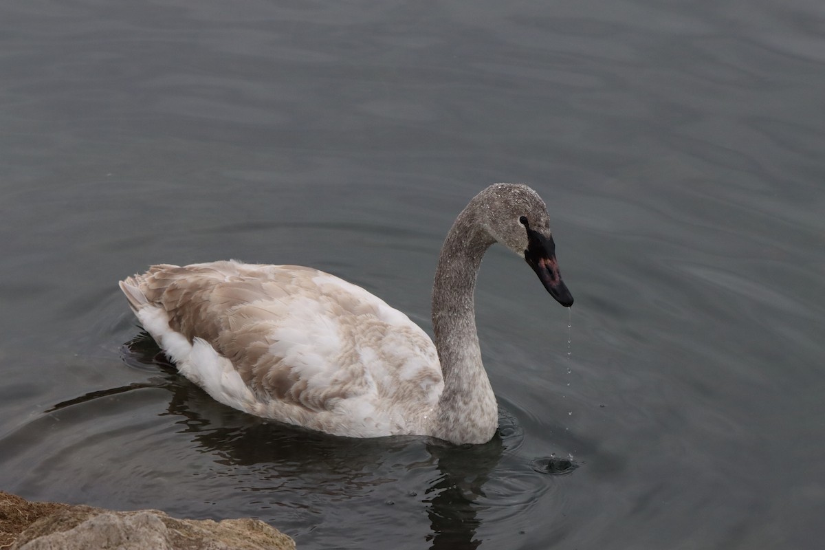 Mute Swan - ML647145707