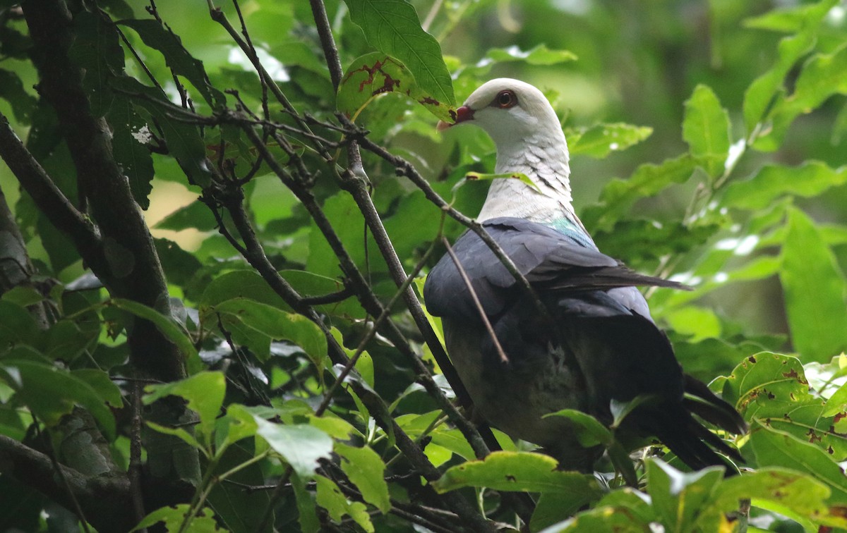 White-headed Pigeon - ML647145712
