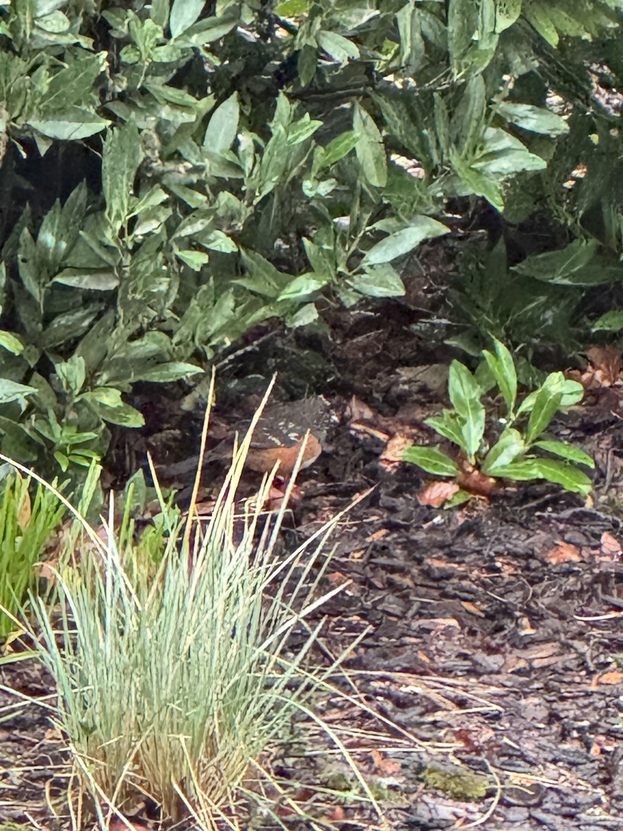 Spotted Towhee - ML647145723