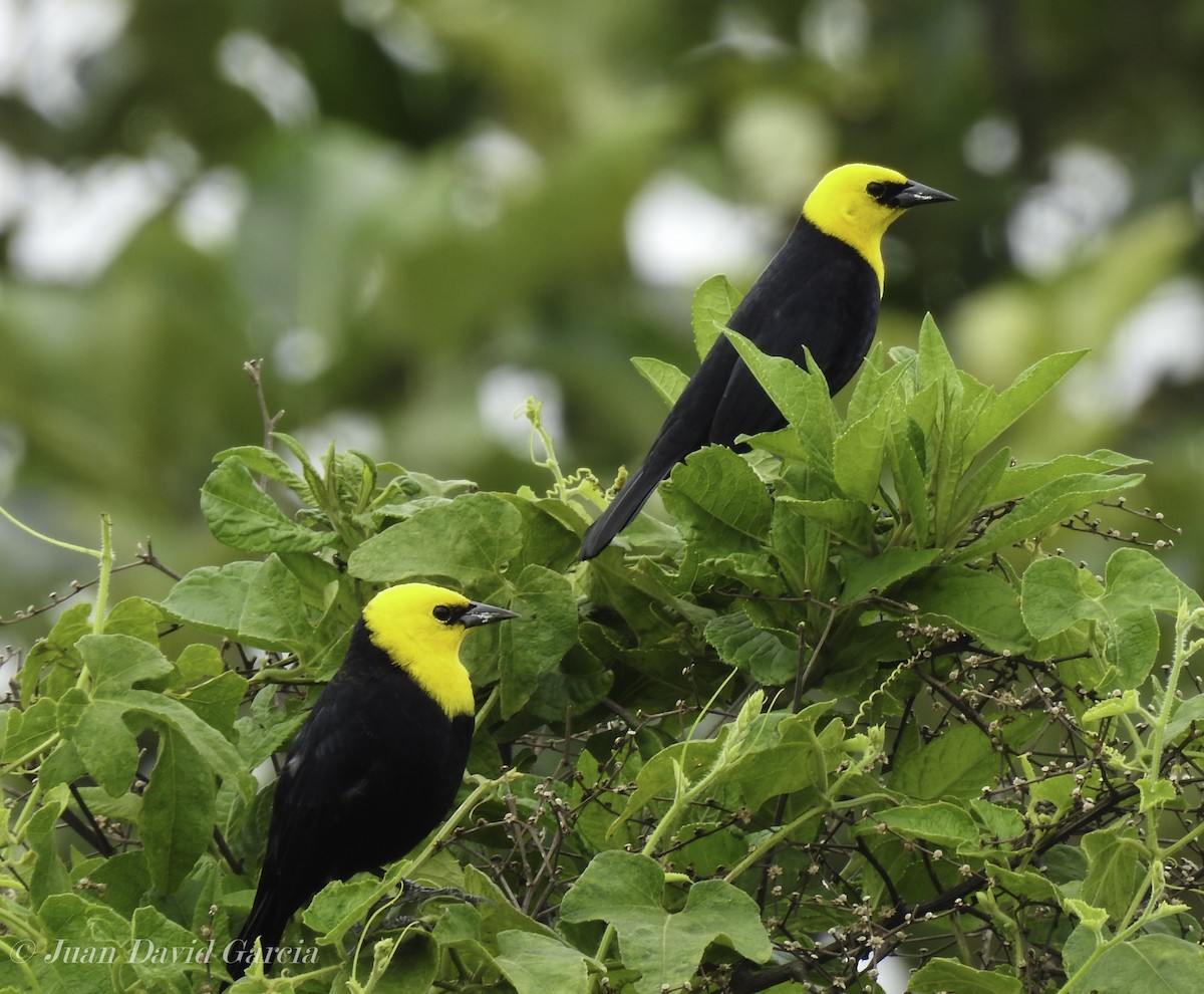Yellow-hooded Blackbird - ML647145732