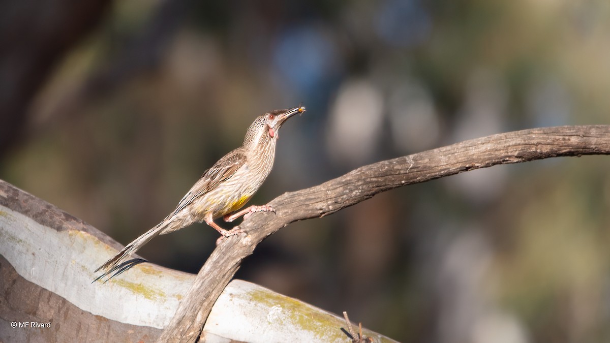 laločnatka jihoaustralská - ML647145734