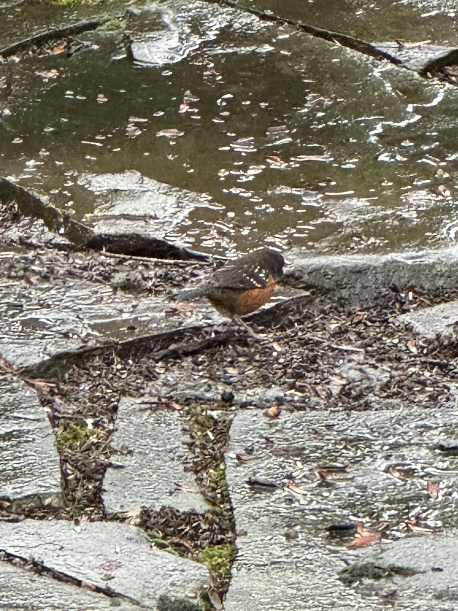 Spotted Towhee - ML647145736