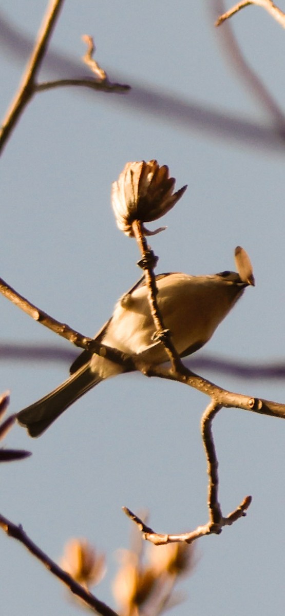 Tufted Titmouse - ML647145740
